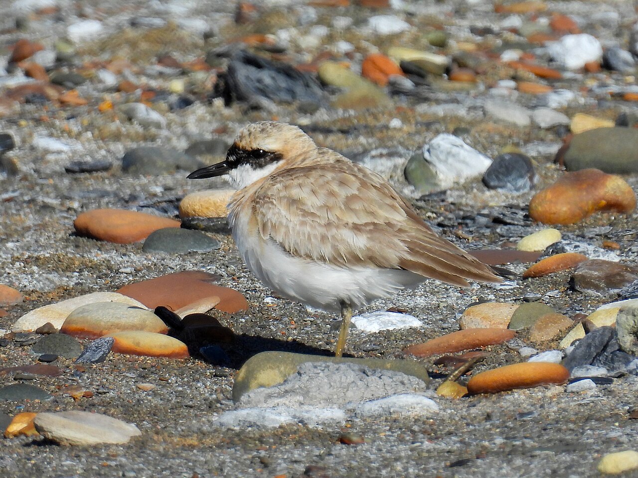Greater Sand Plover reference