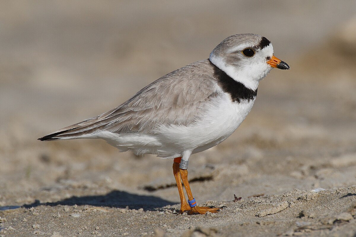 Piping Plover reference