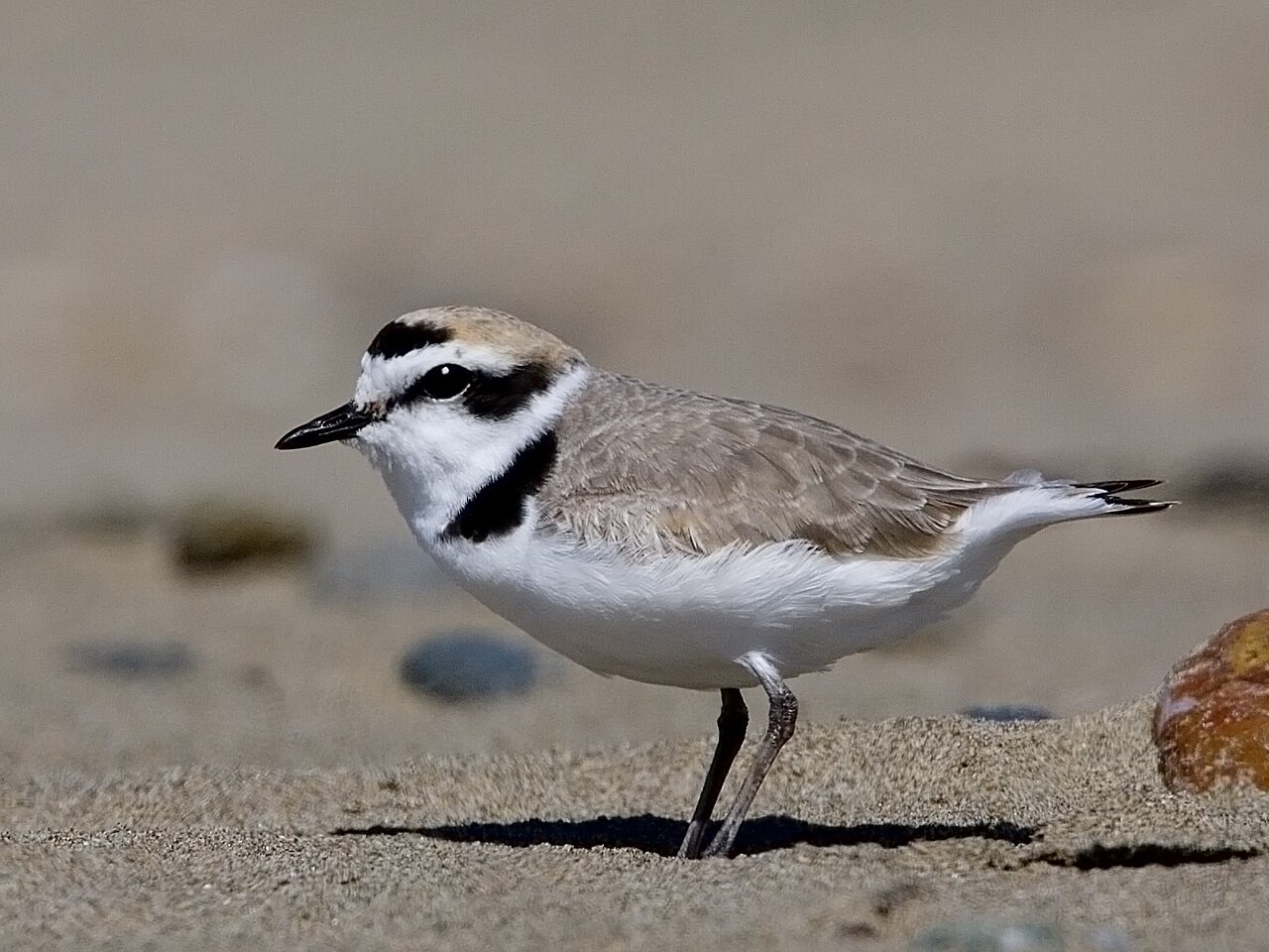 Western Snowy Plover reference