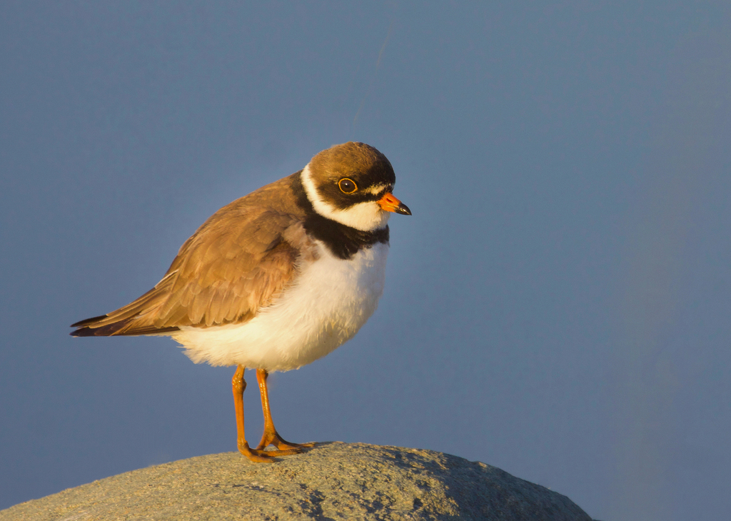Semipalmated Plover reference