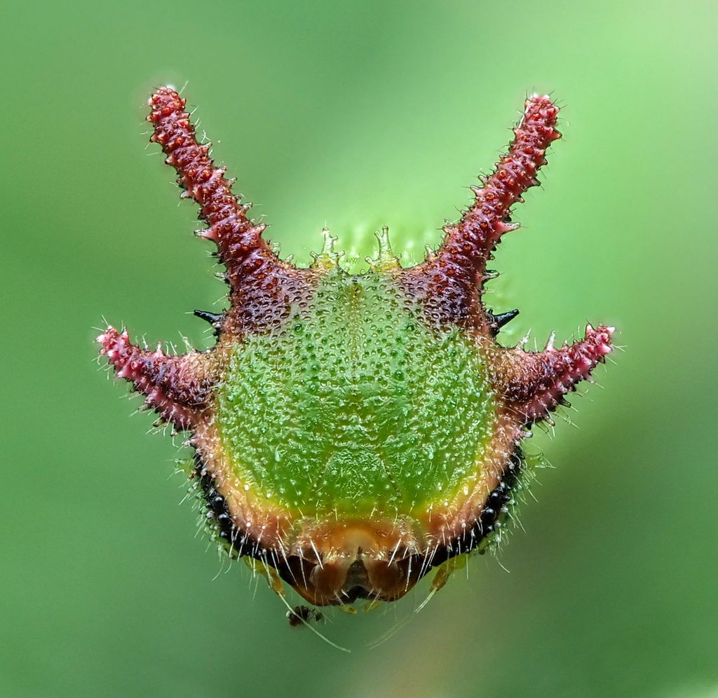 Two-tailed Pasha reference