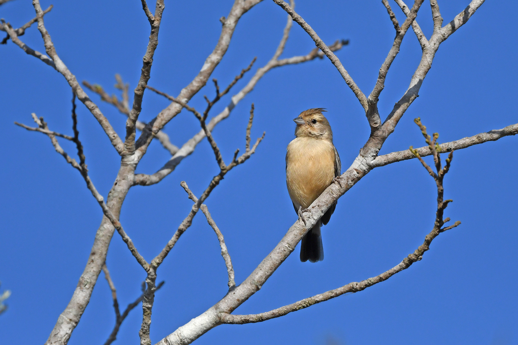 Coal-crested Finch reference