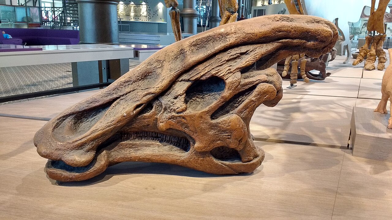 Charonosaurus jiayinensis reference