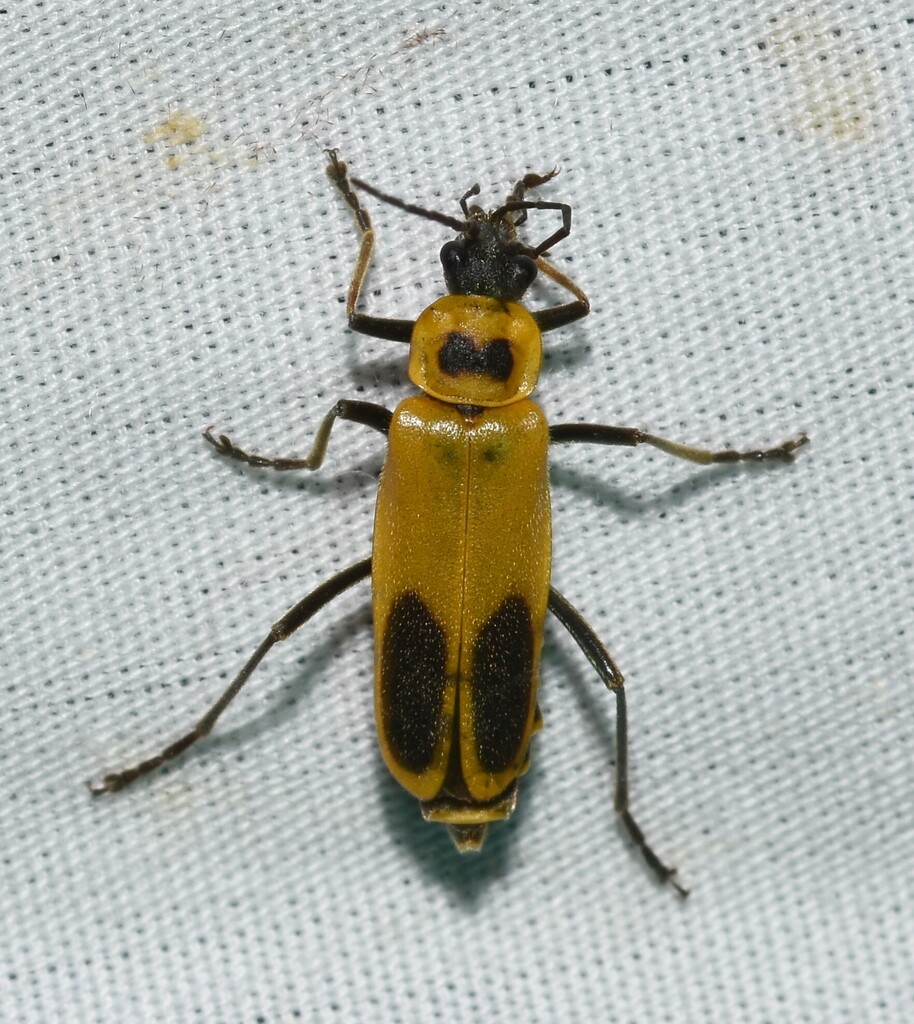 Goldenrod Soldier Beetle reference