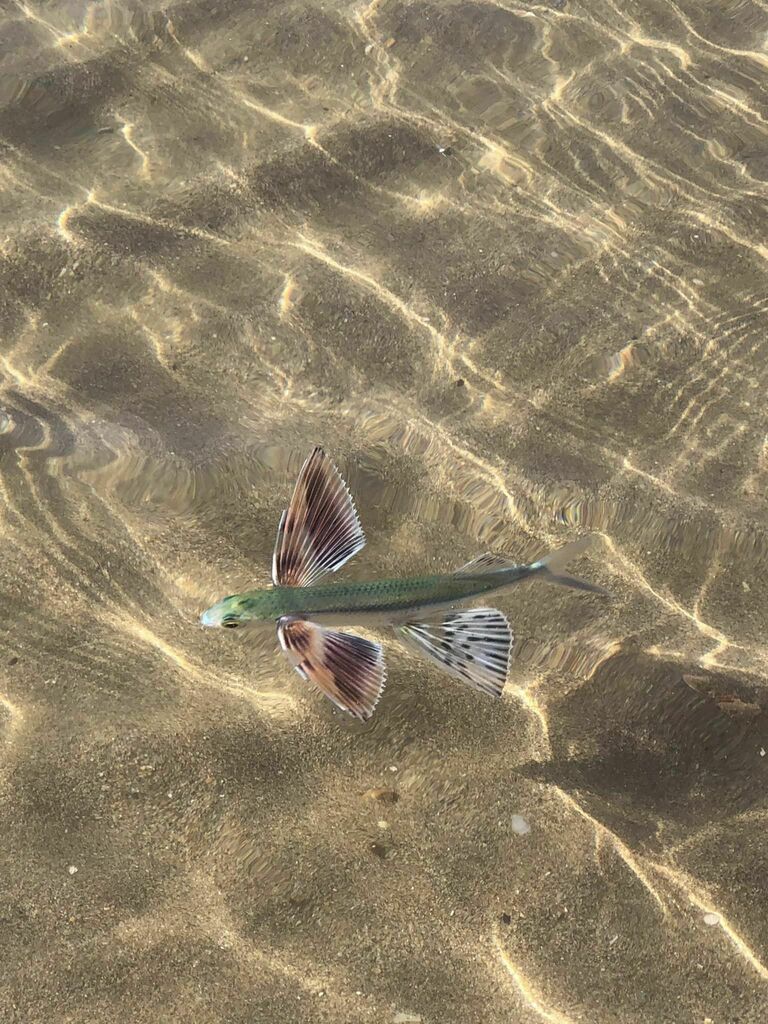 European Flying Fish reference