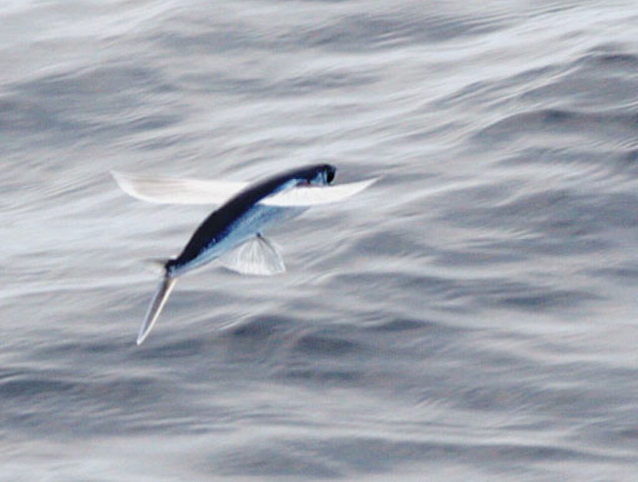 Atlantic Flyingfish reference
