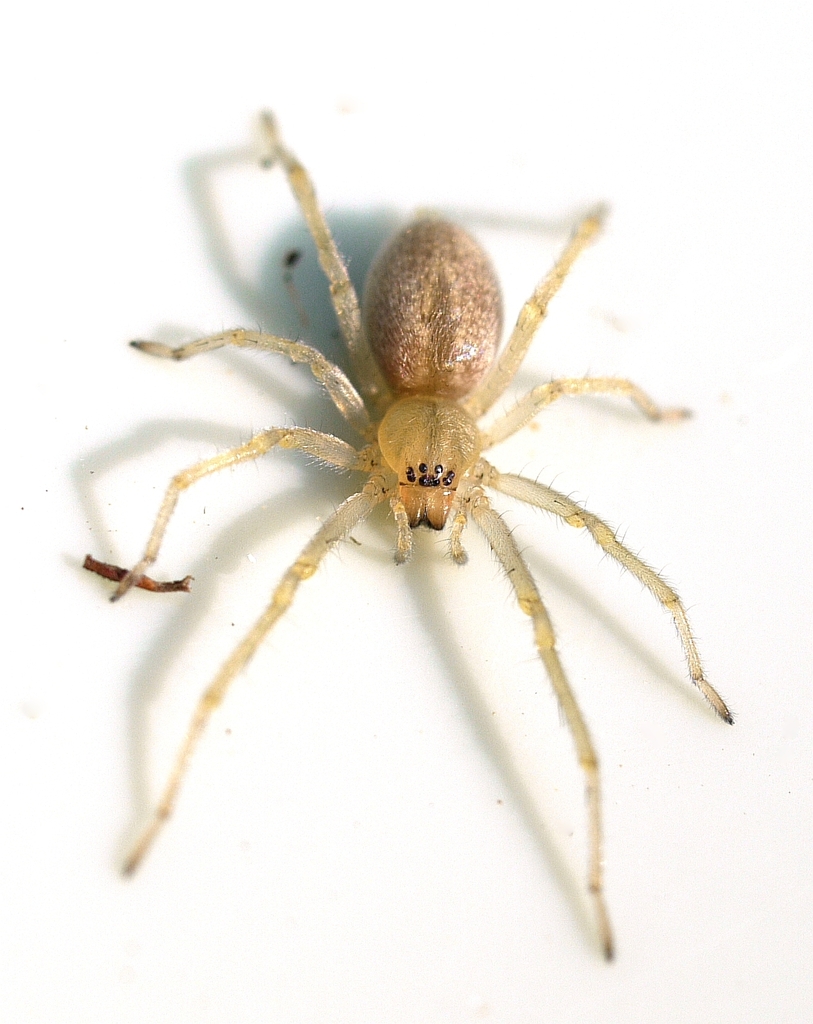 Agrarian Sac Spider reference