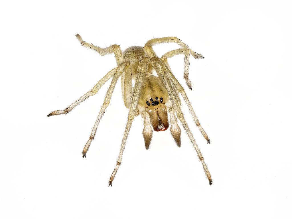 Northern Yellow Sac Spider reference
