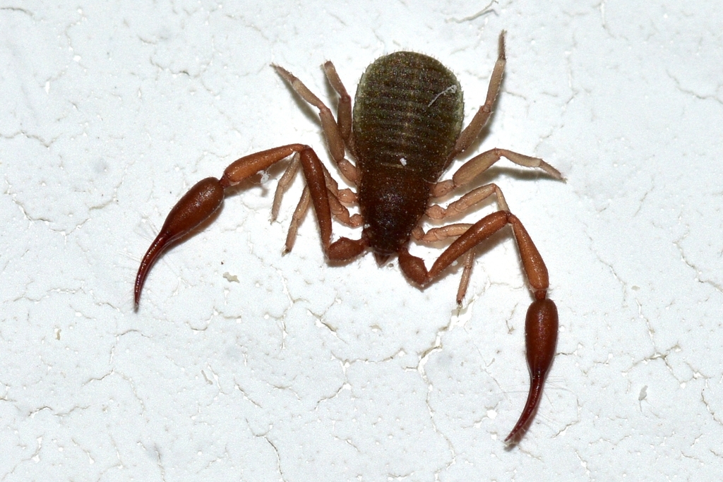 House Pseudoscorpion reference