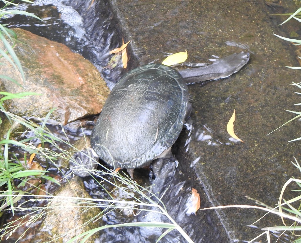Broad-shelled Turtle reference