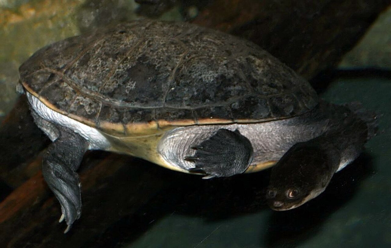 Northern Snake-necked Turtle reference