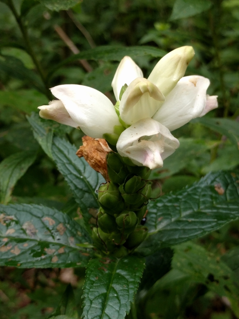 white turtlehead reference