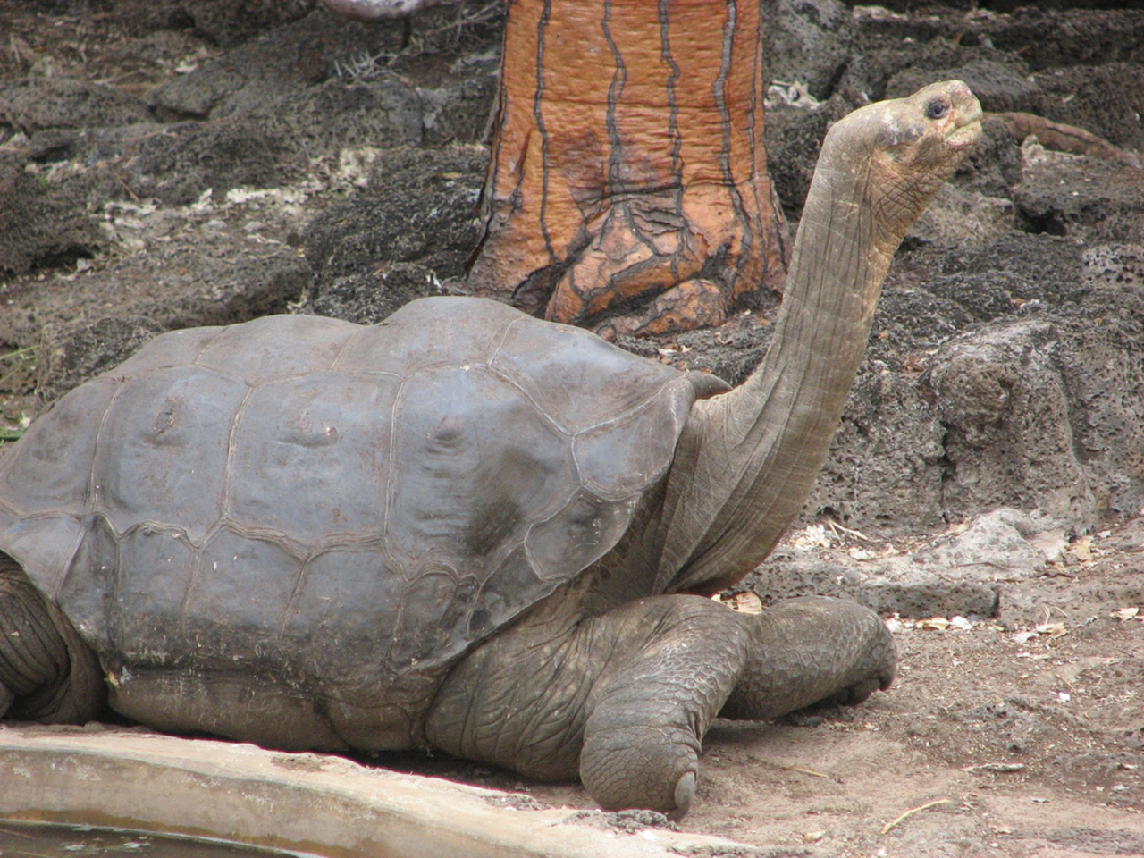 Pinta Island Tortoise reference