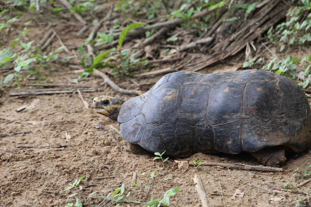 Red-footed Tortoise reference