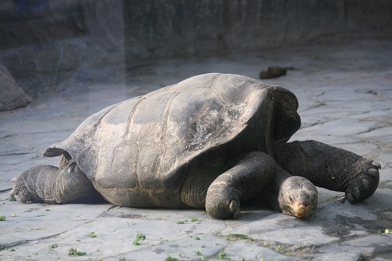 Pinzón Island Giant Tortoise reference