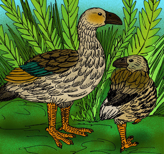 Turtle-jawed Moa-nalo reference