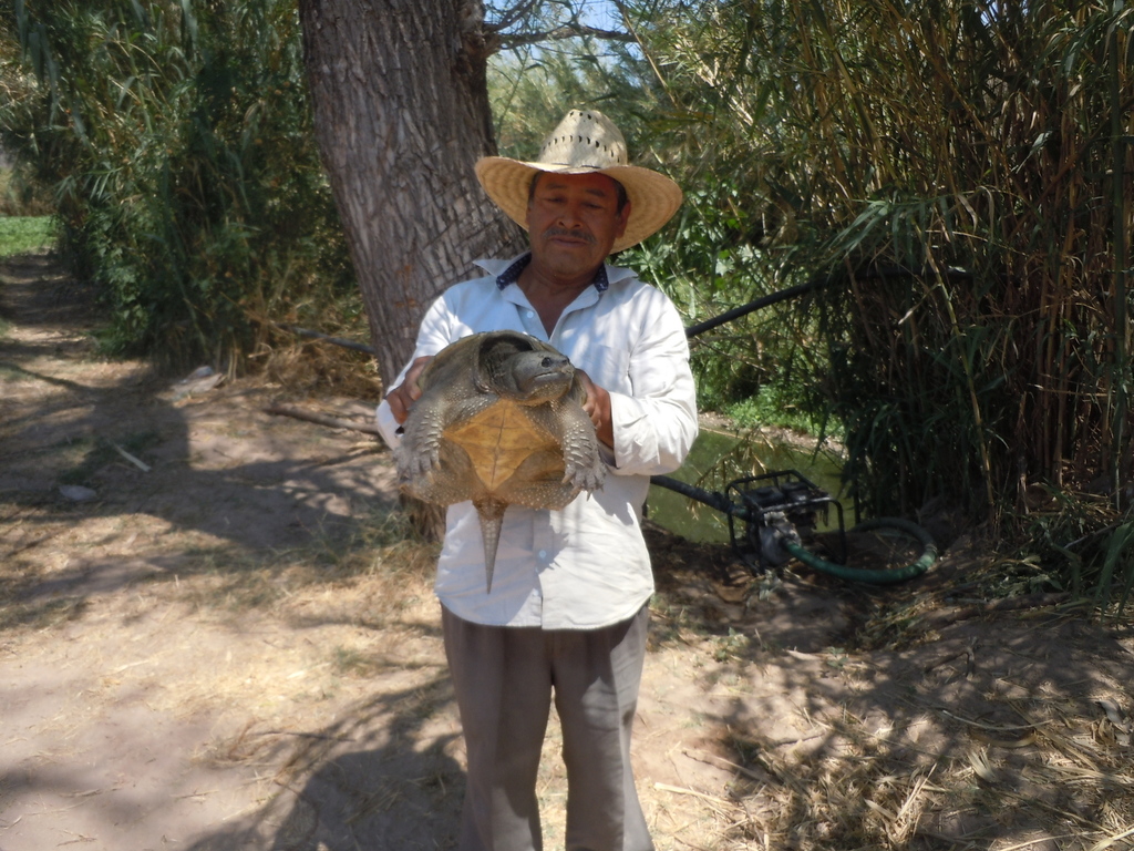 Central American Snapping Turtle reference