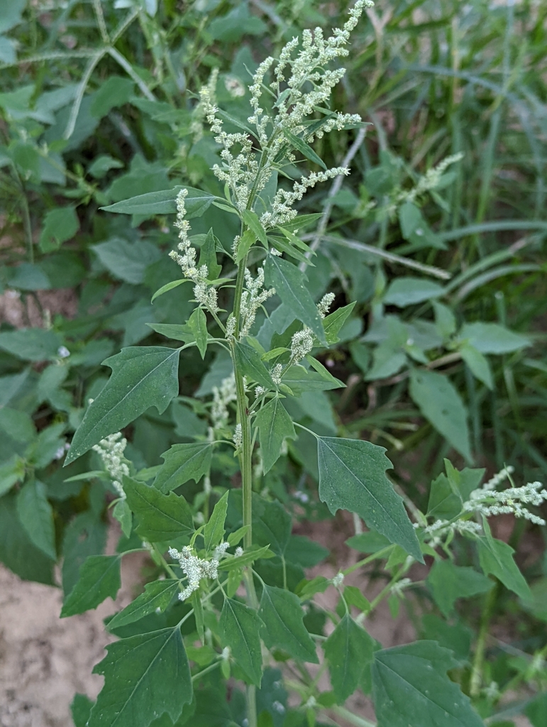 Common Lambsquarters reference