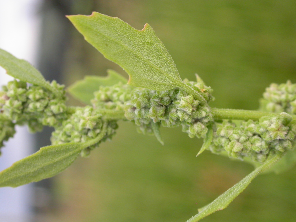 pitseed goosefoot reference
