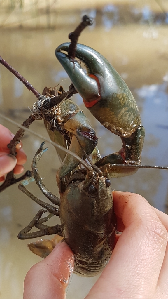 Australian Yabby reference