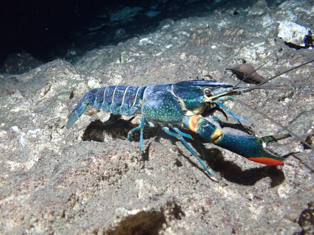 Redclaw Crayfish reference
