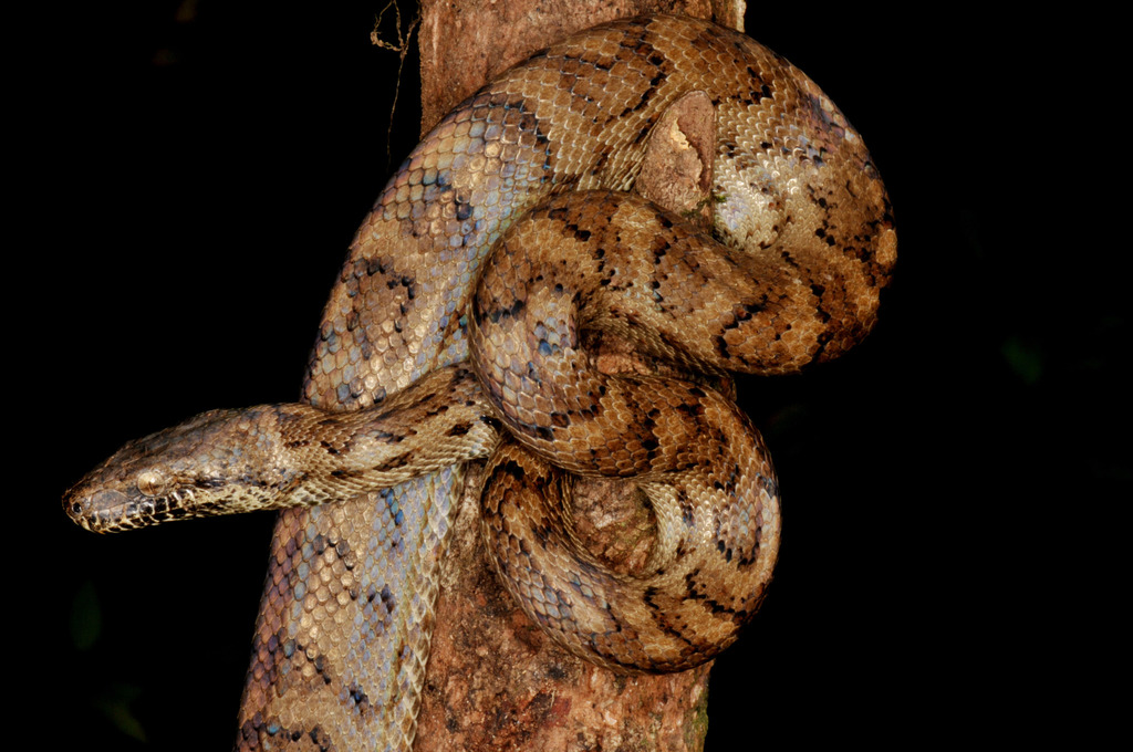 Puerto Rican Boa reference