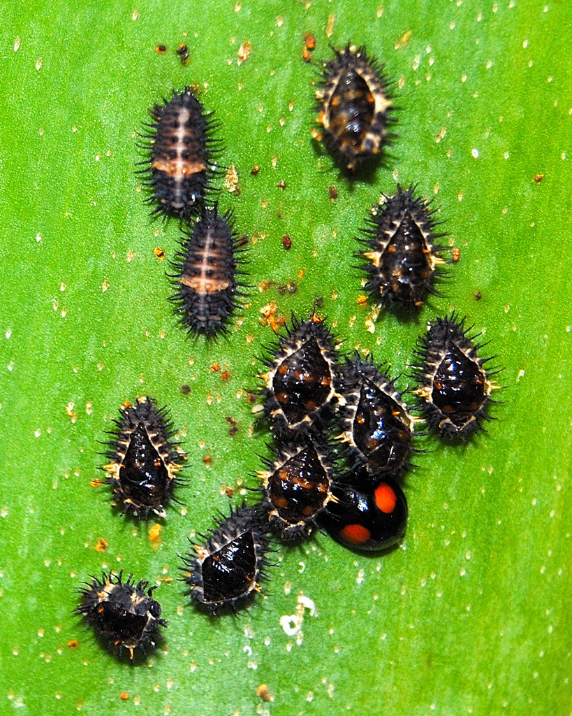 Cactus Lady Beetle reference
