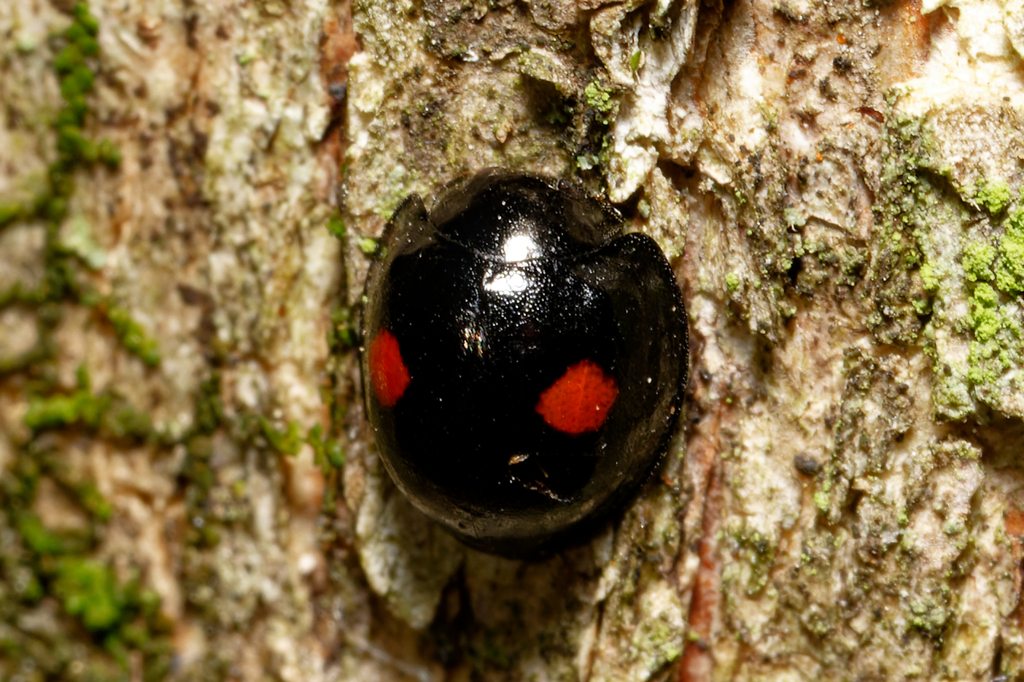 Twice-stabbed Lady Beetle reference