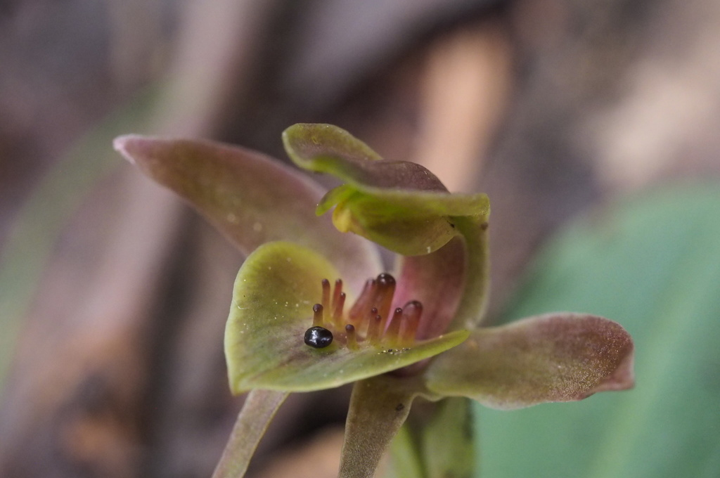 Three-horned Bird Orchid reference