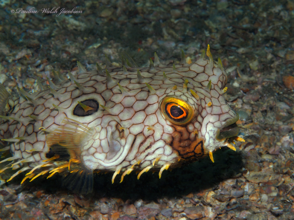 Web Burrfish reference