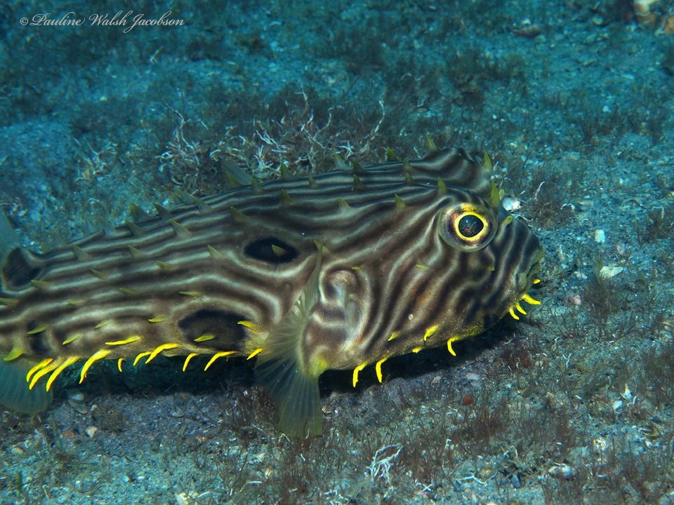 Striped Burrfish reference
