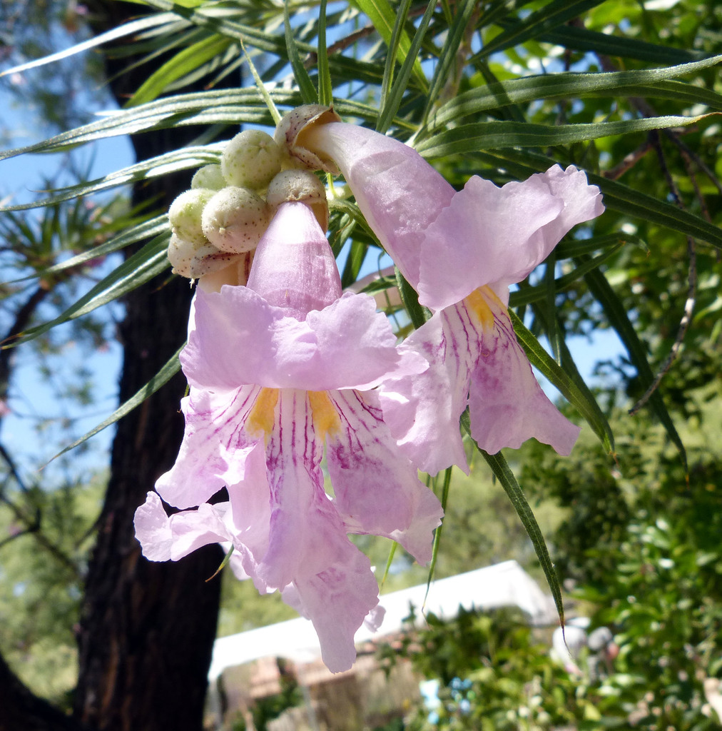 Desert Willow reference