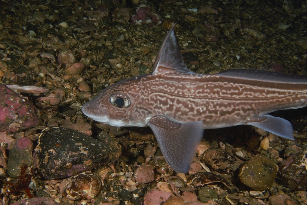 Rabbit Fish reference