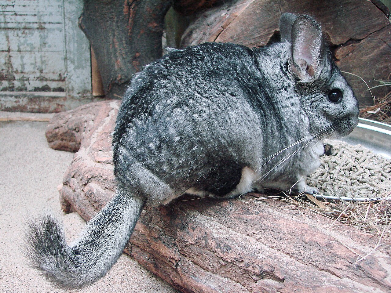 Long-tailed Chinchilla reference