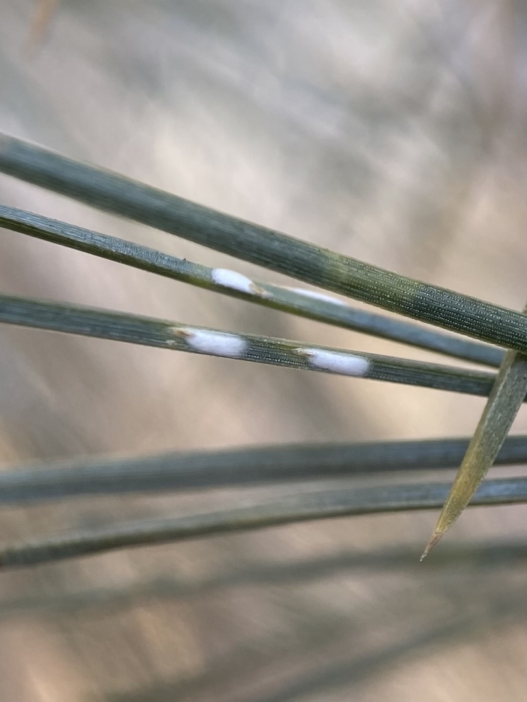 pine needle scale reference