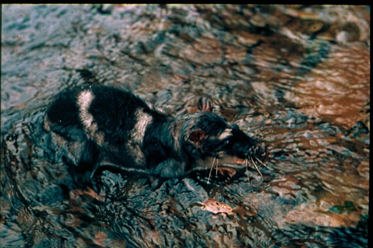Water Opossum reference