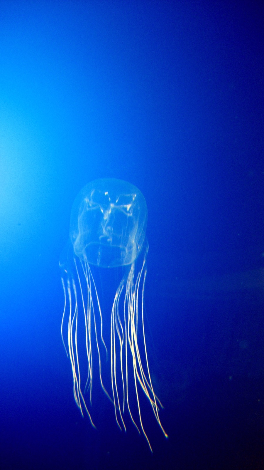 Box Jellyfish reference
