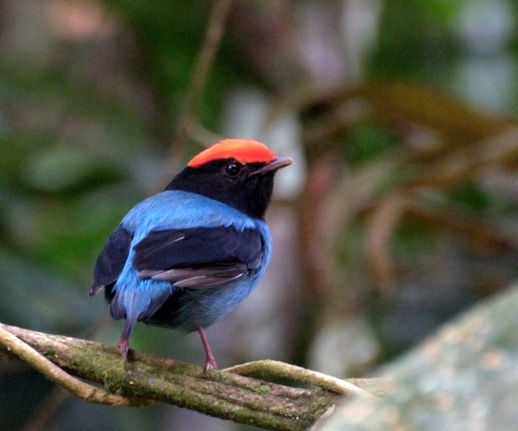 Blue Manakin reference