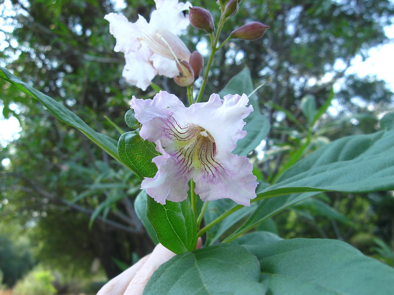 Chitalpa reference