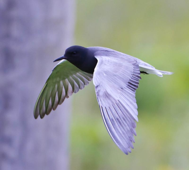 Black Tern reference