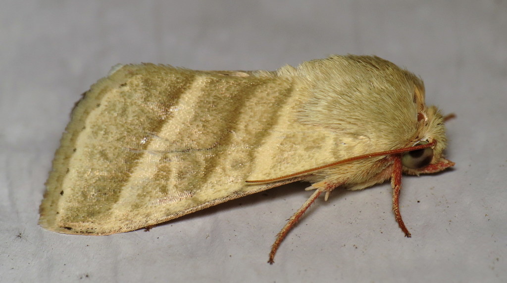 Tobacco Budworm Moth reference