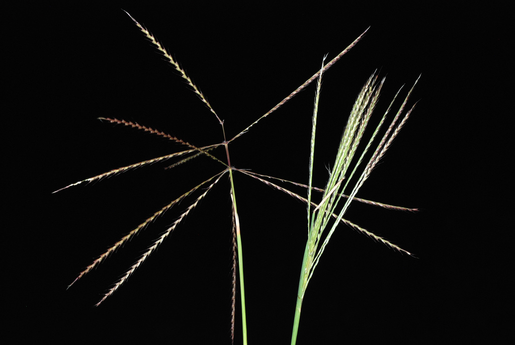 Tumble Windmillgrass reference