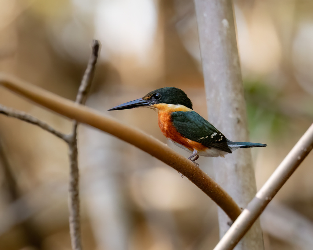 American Pygmy Kingfisher reference