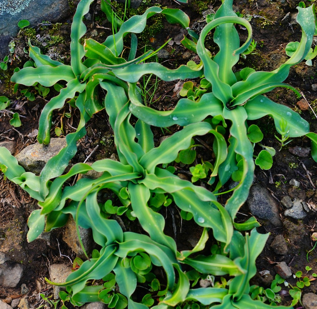 wavy-leafed soap plant reference