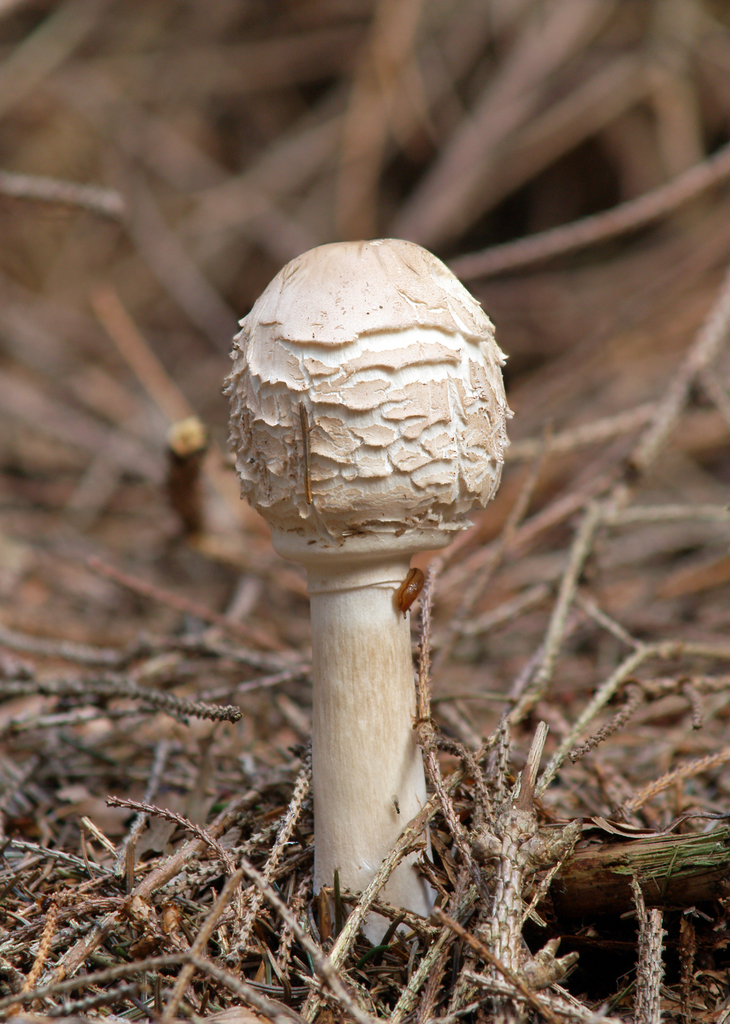 Shaggy Parasol reference
