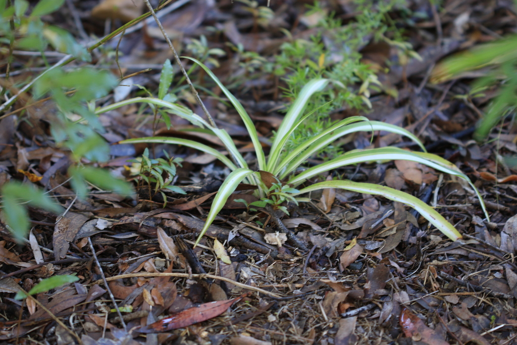 Spider plant reference