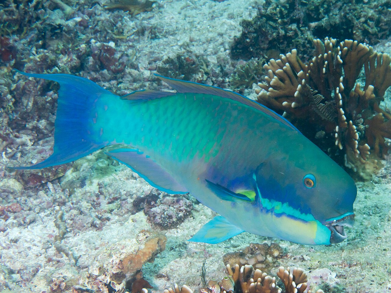 Steephead Parrotfish reference