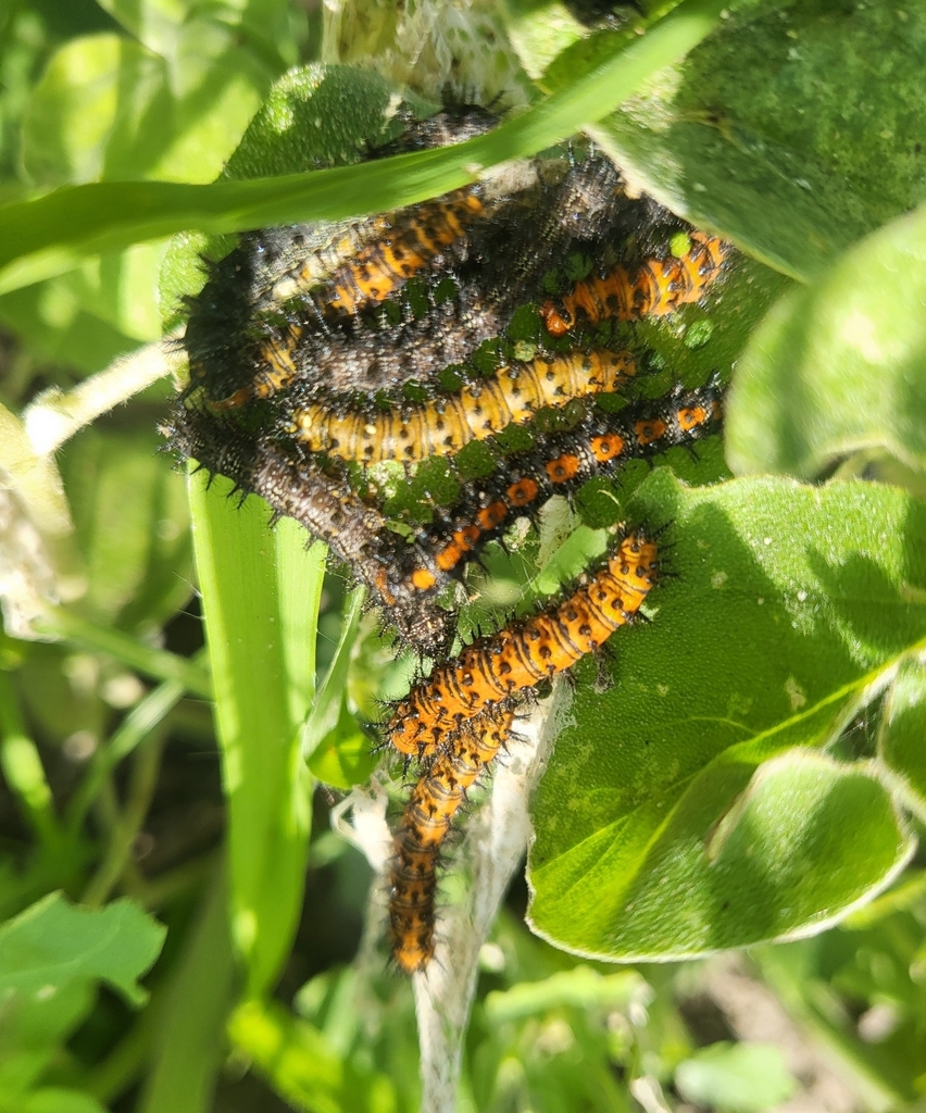 Bordered Patch reference