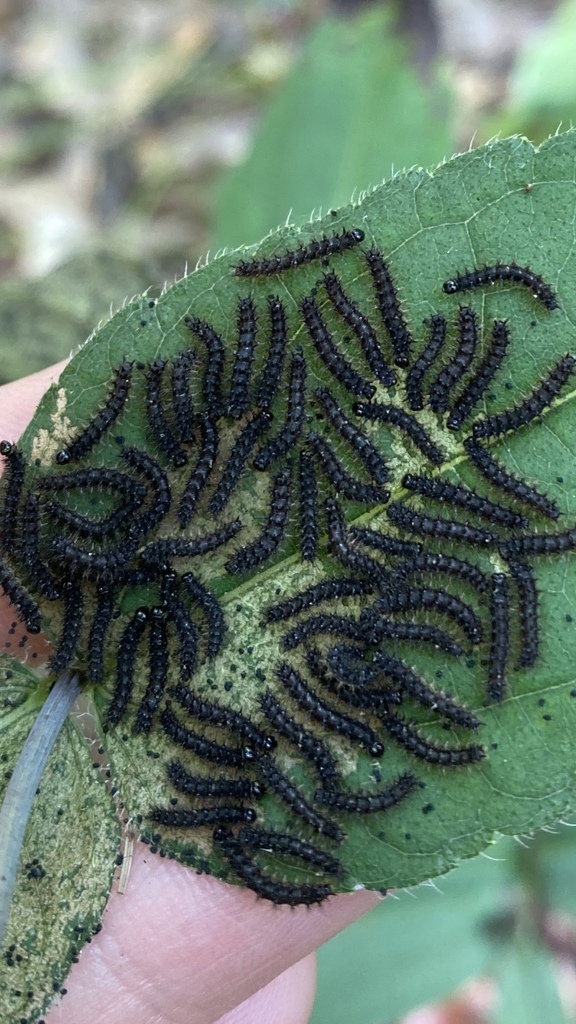 Silvery Checkerspot reference