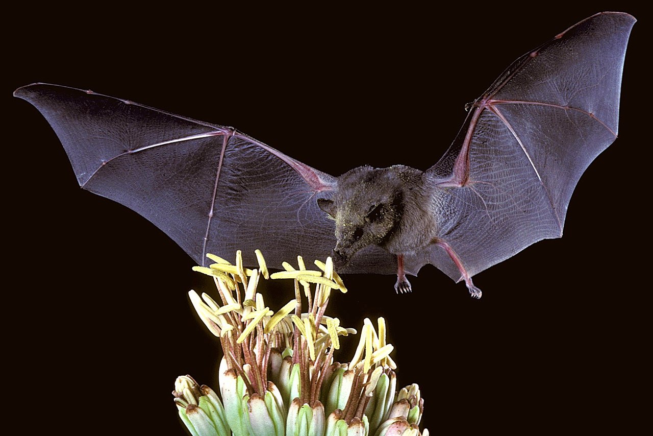 Mexican Long-tongued Bat reference